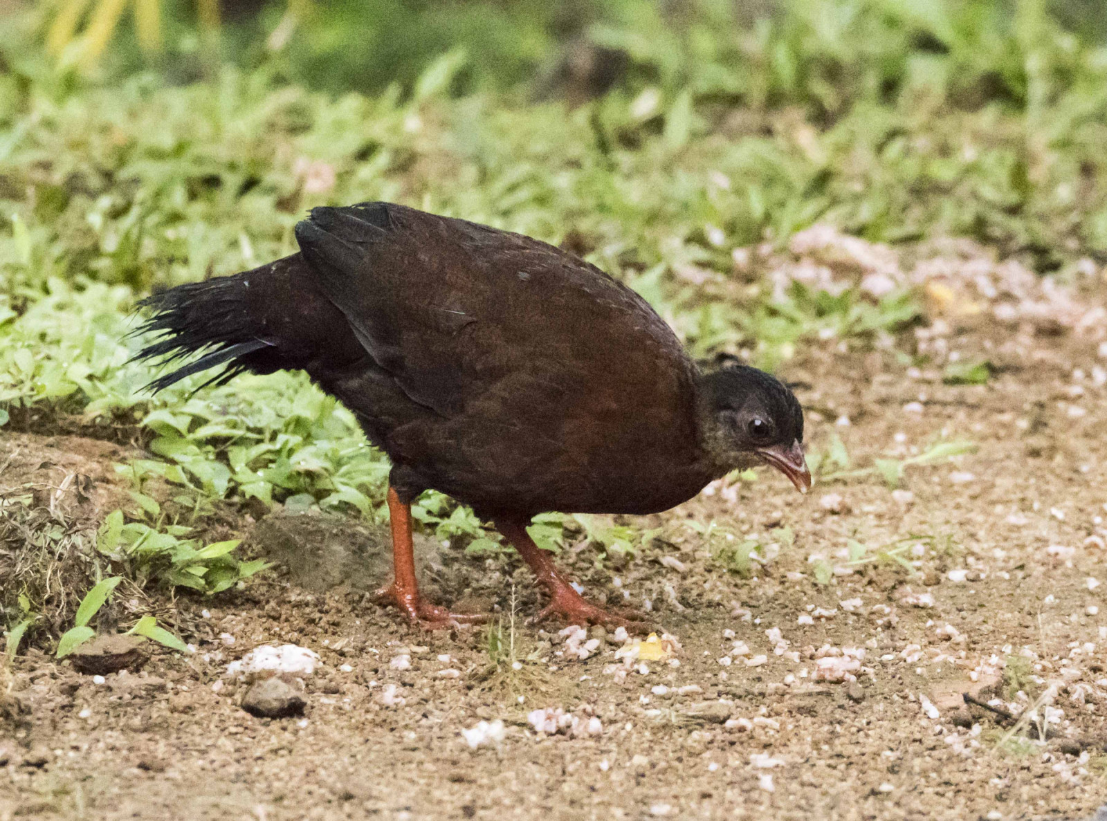 image Sri Lanka Spurfowl